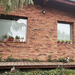 FHU ROYAL JACEK KOWALCZYK ROBERT KOWALCZYK SC - Elewacja z cegły z dwoma oknami z żaluzjami wewnętrznymi. Na parapecie kwiaty w doniczkach, na podeście dwa koty.