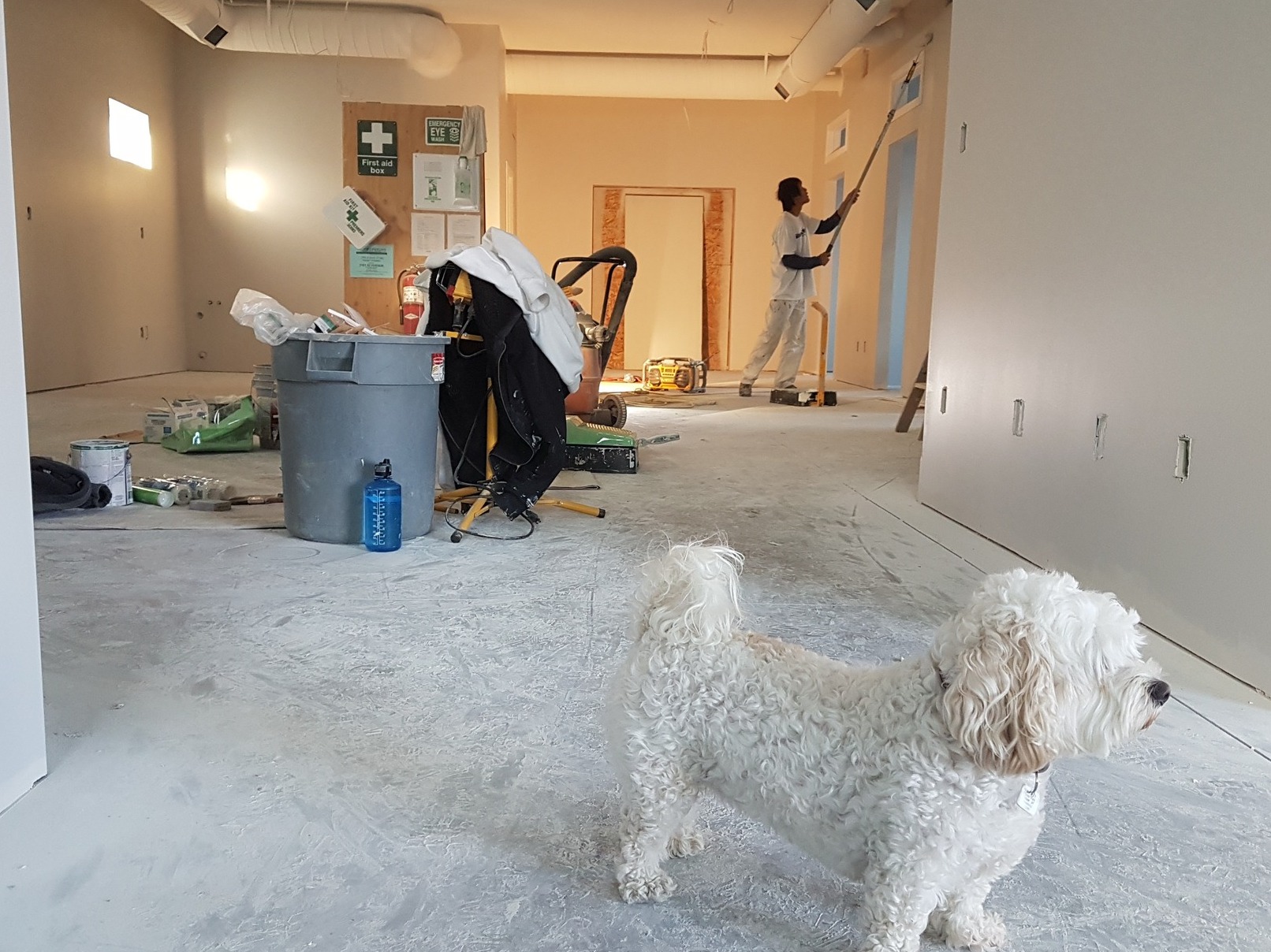 Mężczyzna maluje ściany wałkiem na wysięgniku w pomieszczeniu w trakcie prac wykończeniowych, widoczny pies rasy Bichon Frise, pojemnik na odpady, sprzęt budowlany i apteczka pierwszej pomocy