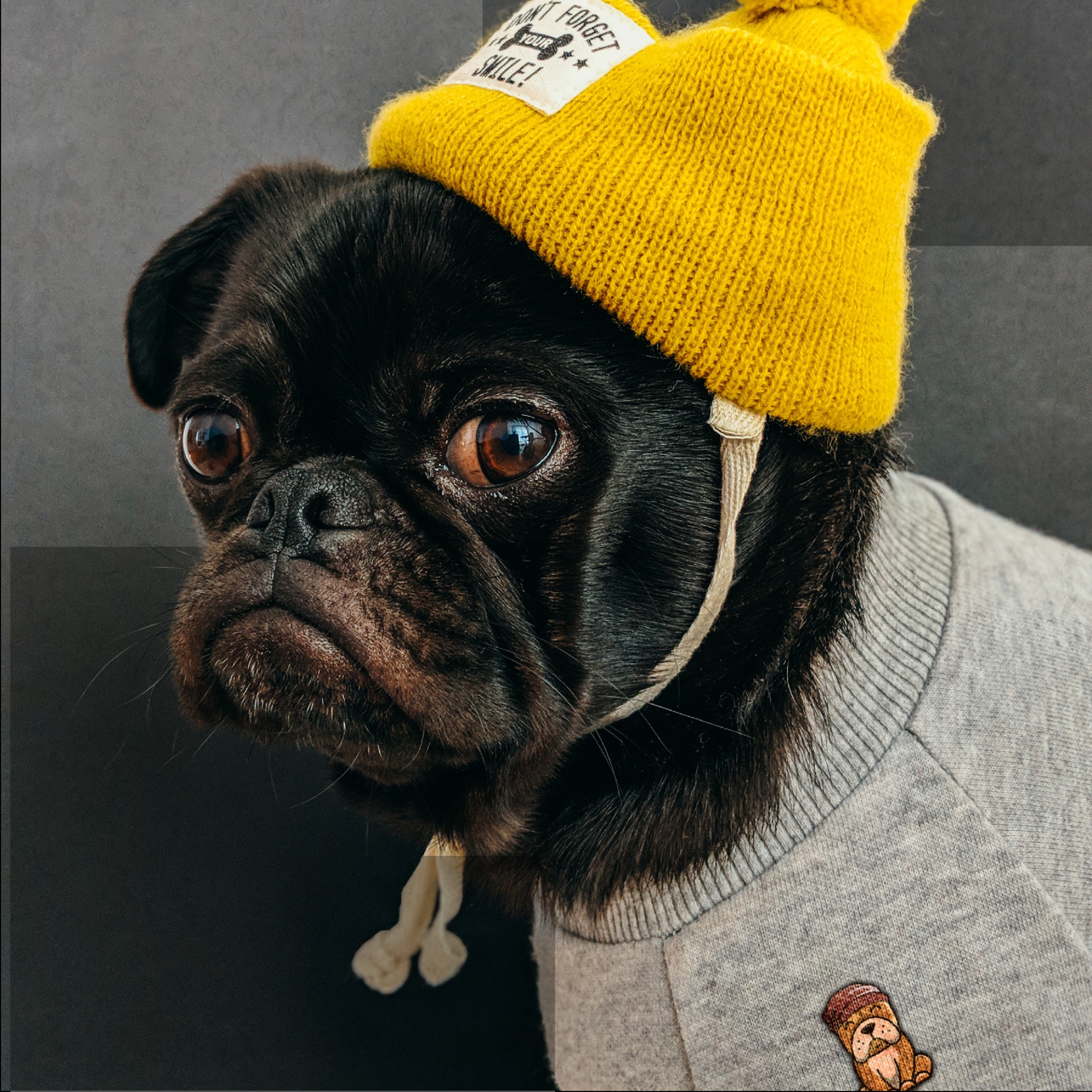Portret czarnego mopsa z melancholijnym wyrazem pyska, ubranego w szarą bluzę z naszywką przedstawiającą psa i żółtą czapkę z napisem 'Don't forget your smile!'