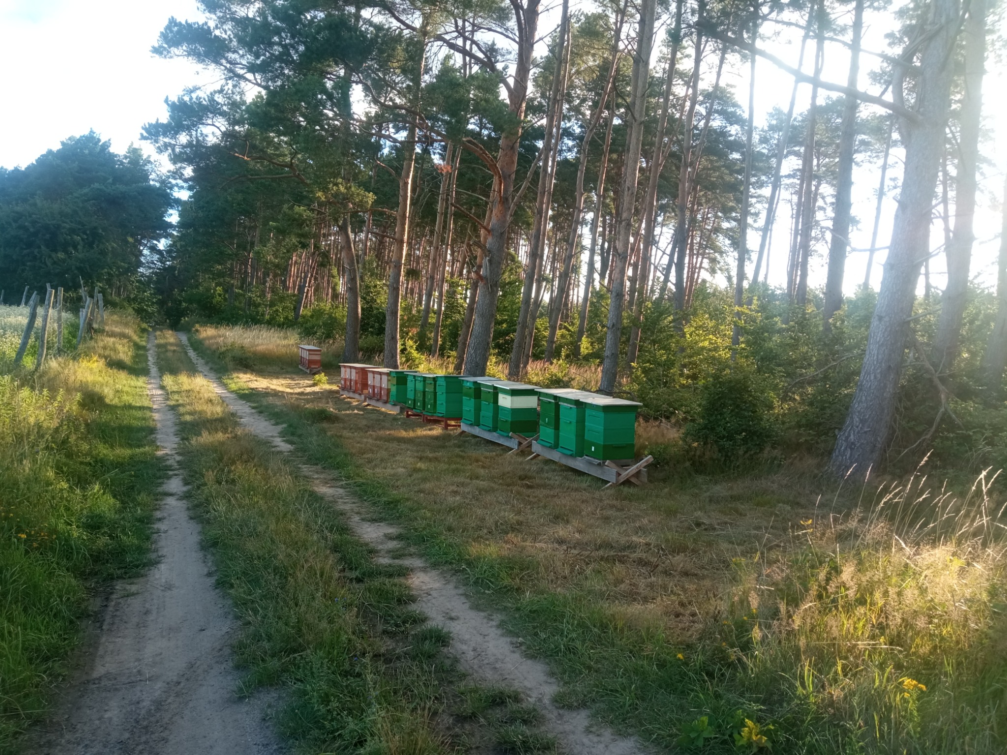 Ustawione w rzędzie ule pomalowane na zielono i czerwono, stojące na skraju leśnej drogi w słoneczny dzień.