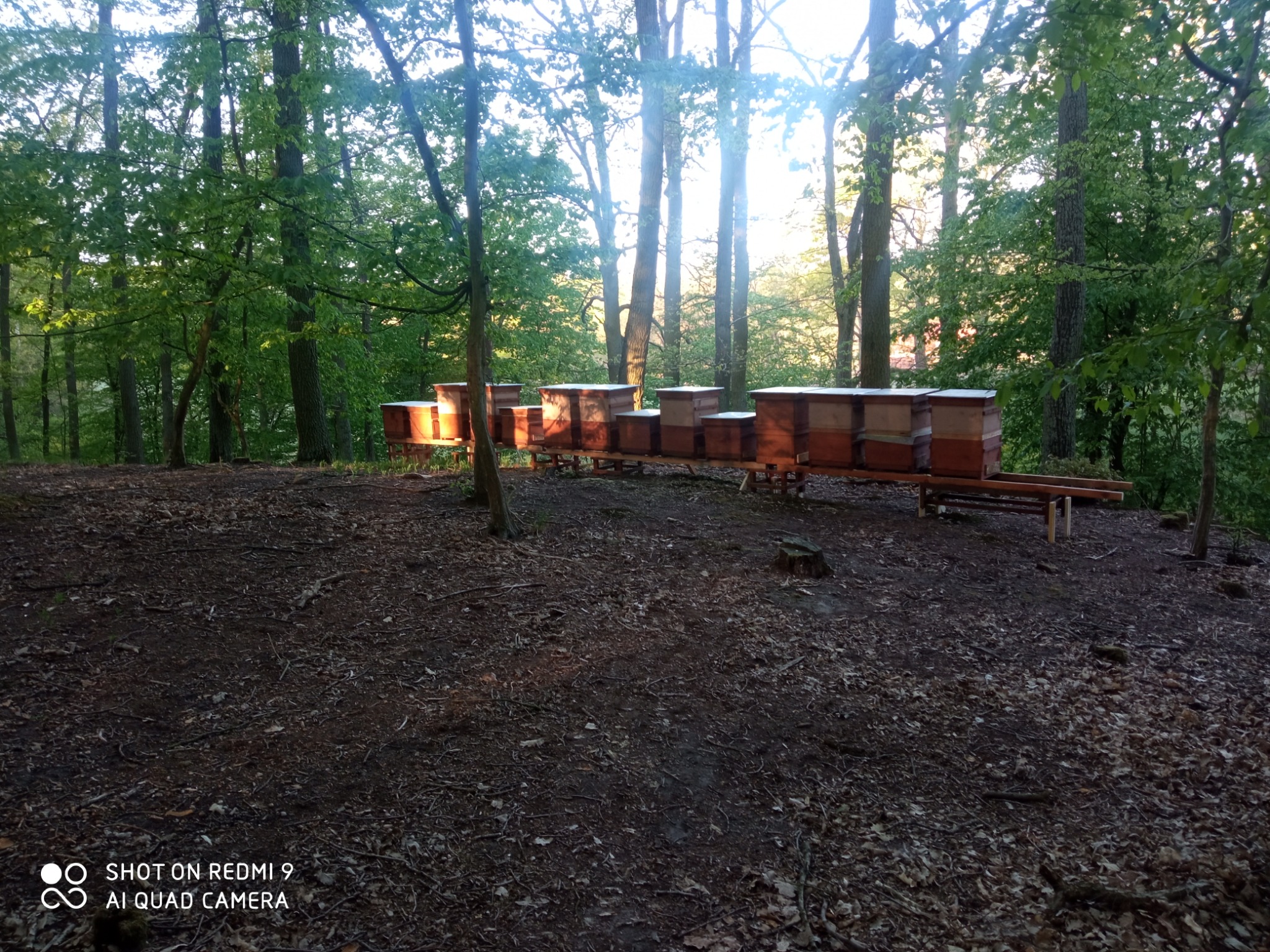 Ustawione w rzędzie ule w lesie, oświetlone promieniami słońca przebijającymi przez drzewa.