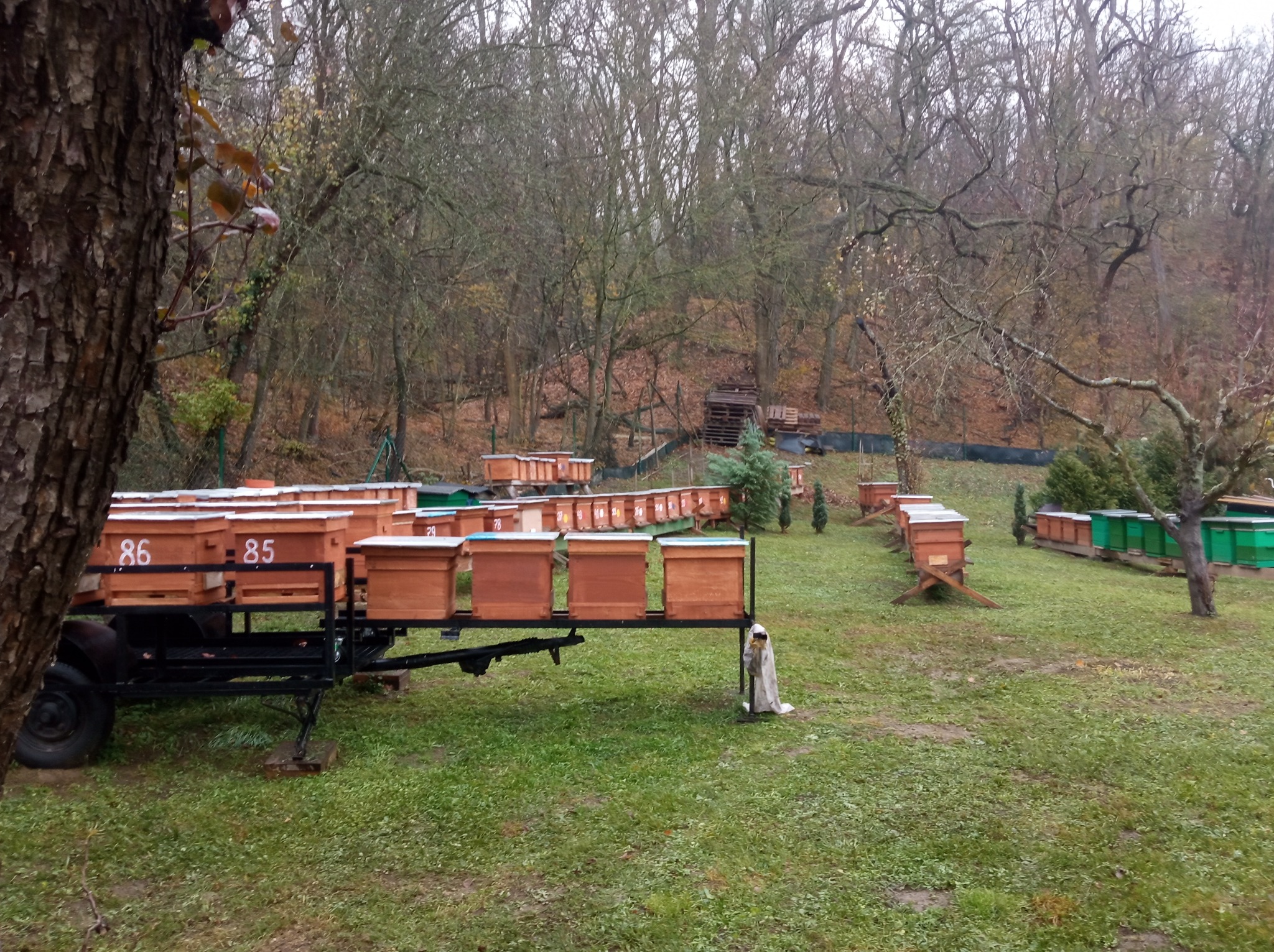 Ule na przyczepie w sadzie, część z numerami 85 i 86, w tle kolejne ule i drzewa bez liści, pochmurny dzień.
