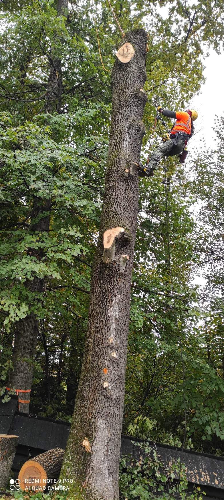 Prace arborystyczne w obrębie zabudowań jak również sieci energetycznych