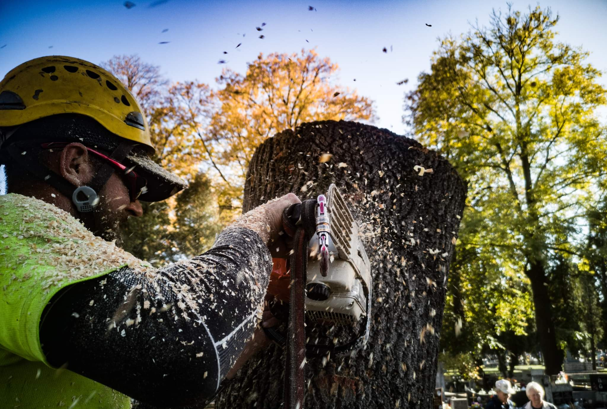 Mężczyzna w żółtym kasku i okularach ochronnych tnie piłą spalinową gruby pień drzewa, w powietrzu unoszą się wióry, w tle drzewa z żółtymi liśćmi i fragment cmentarza.