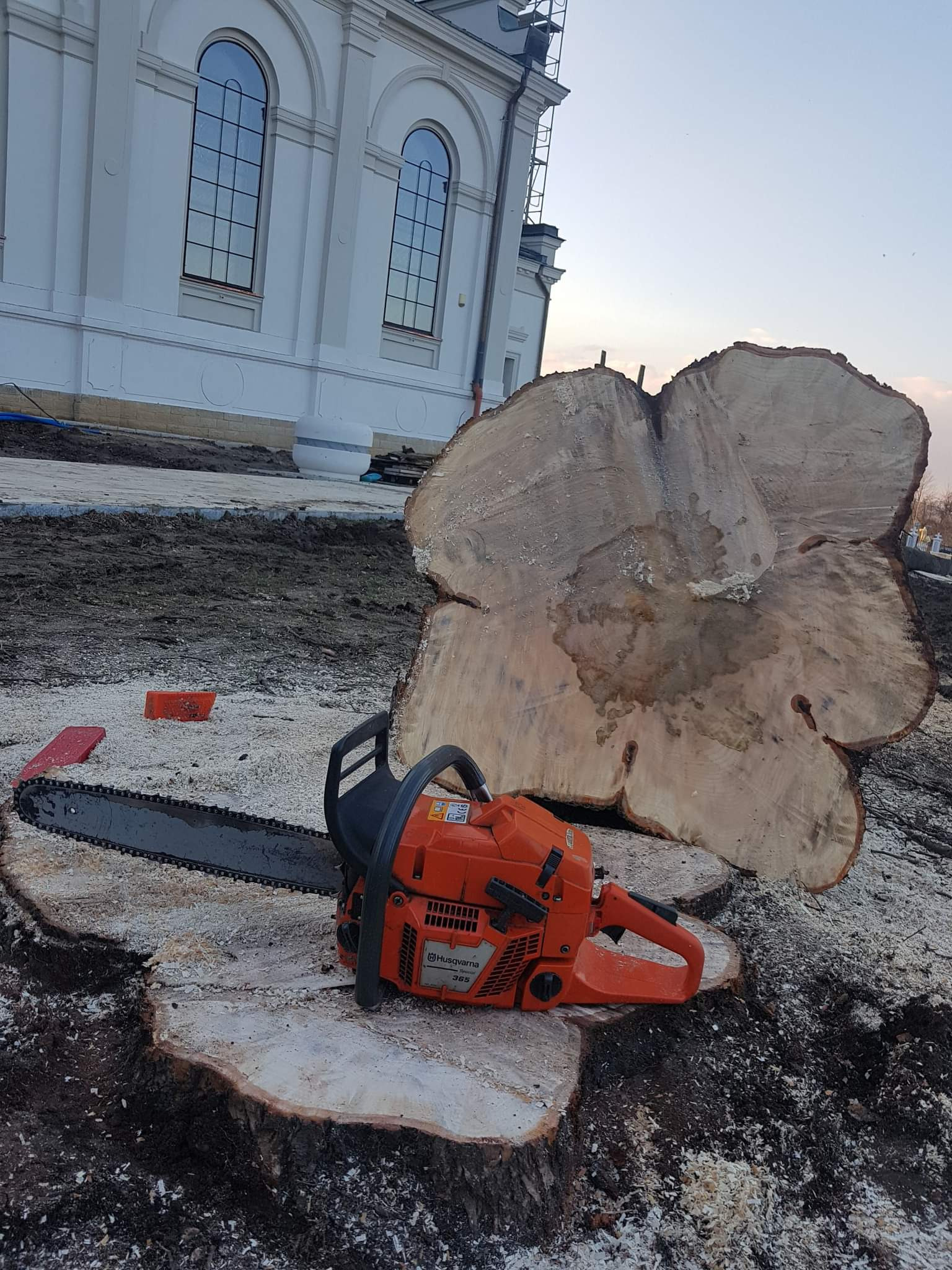Pomarańczowa piła łańcuchowa Husqvarna 365 na pniu ściętego drzewa z dużym plastrem drewna obok, w tle biały budynek z łukowymi oknami i plac budowy.