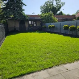 Świeżo założony trawnik z rolki, widoczne równo przycięte drzewka ozdobne wzdłuż ogrodzenia i budynek w tle.