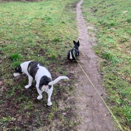 Wyprowadzanie psów Warszawa 1