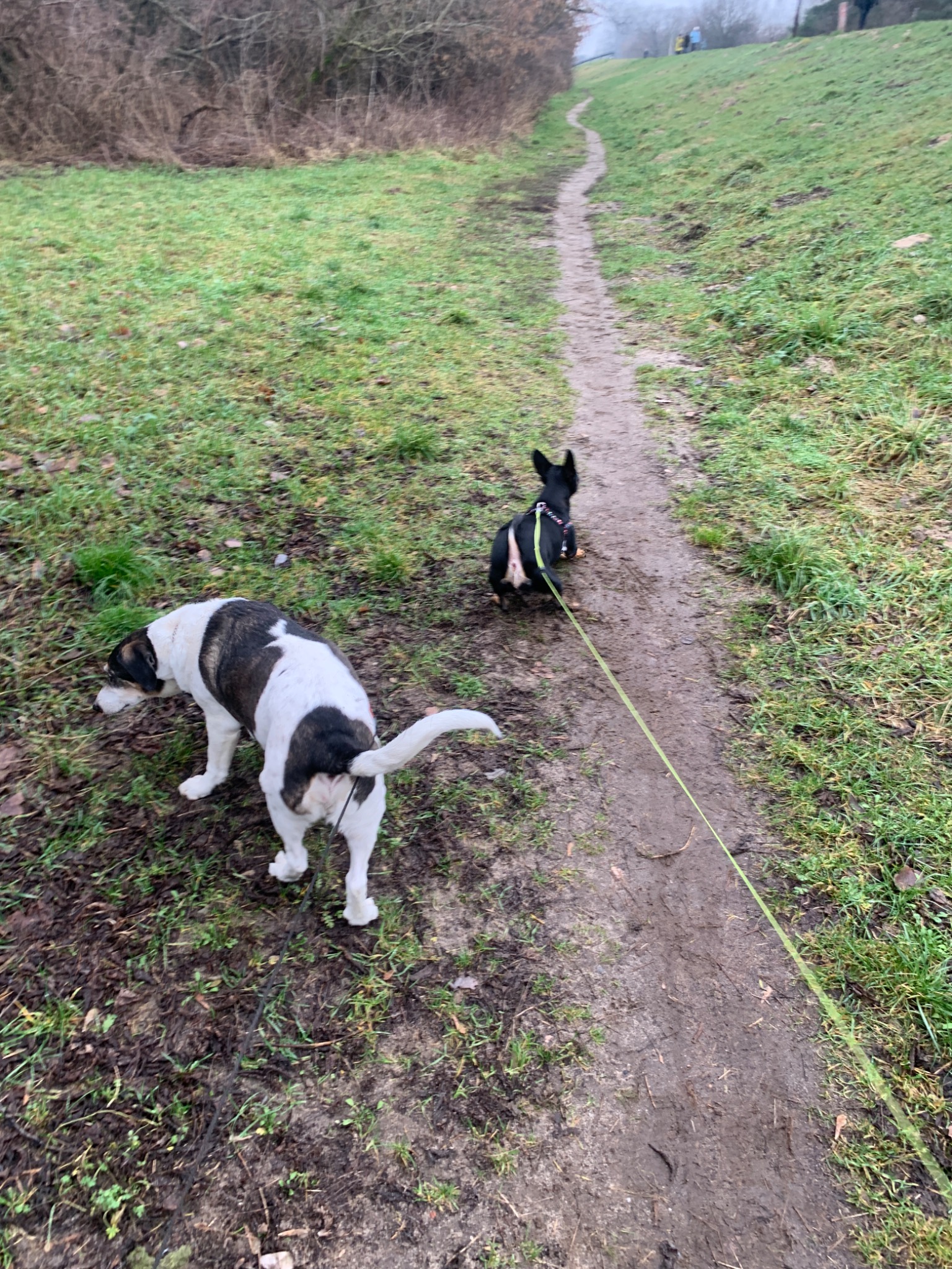 Dwa psy, biało-czarny i czarny z szelkami, na spacerze po błotnistej ścieżce w parku; jeden pies wącha ziemię, drugi idzie wzdłuż ścieżki.