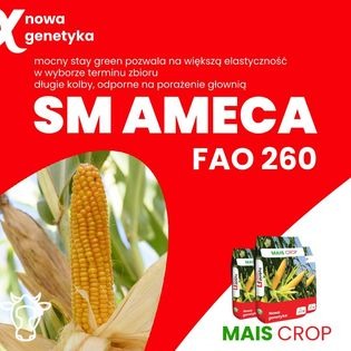 Kolba kukurydzy odmiany SM AMECA FAO 260 na tle czerwonego baneru reklamowego z informacją o nowej genetyce i odporności na porażenie głownią. W tle widoczne opakowania produktu Mais Crop.