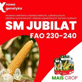 Kolba kukurydzy na tle czerwonego banera reklamowego z napisem 'SM Jubilat FAO 230-240' i logotypem 'Mais Crop', obok widoczne opakowania nasion kukurydzy.