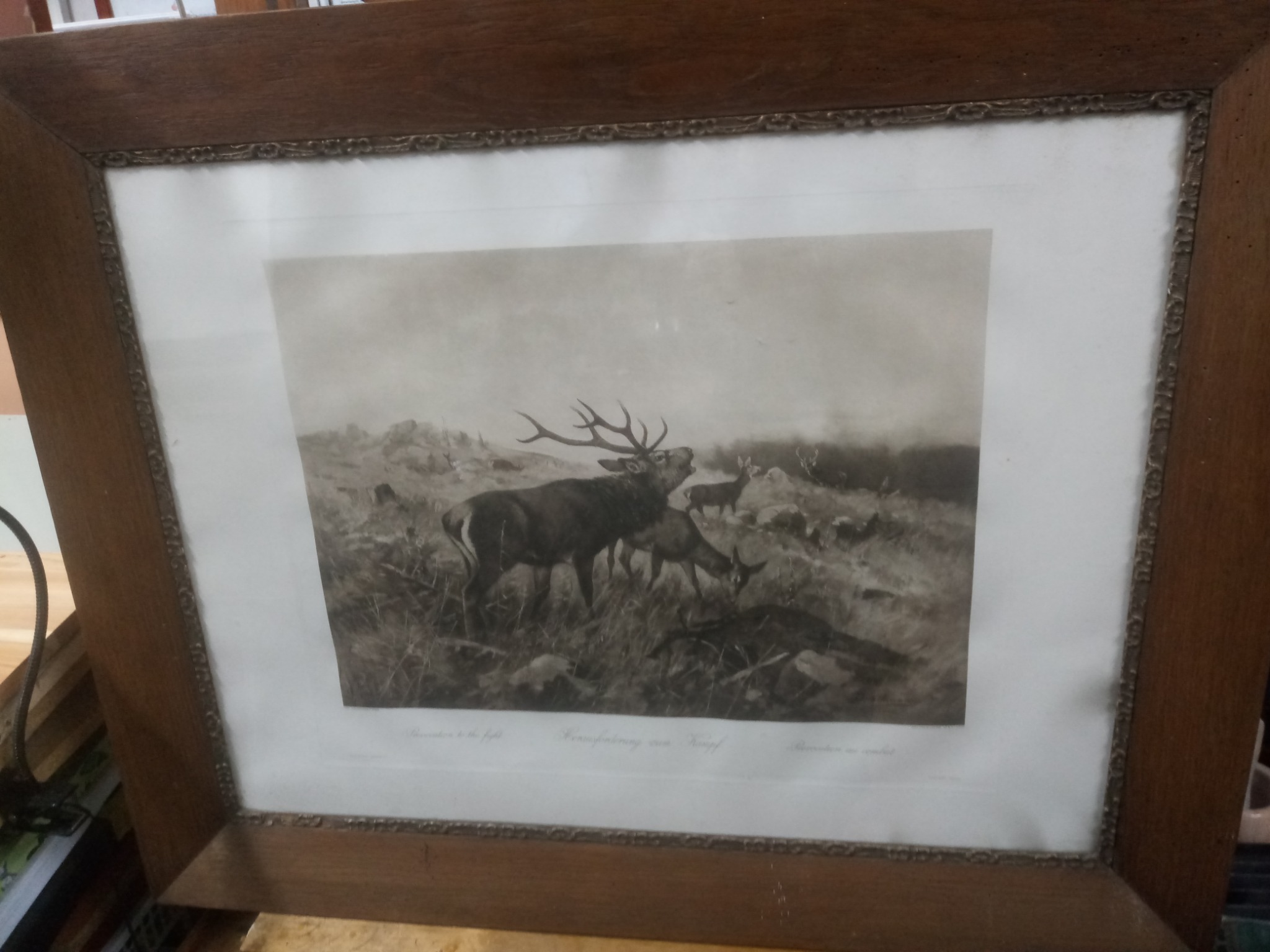 Oprawiony w drewnianą ramę czarno-biały obraz przedstawia stado jeleni na wzgórzu, z dominującym bykiem z rozłożystym porożem, unoszącym głowę.