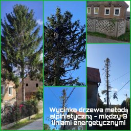 Marcin Tonkowicz - Usuwanie Drzew Jelenia Góra