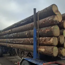 Ciężarówka z przyczepą załadowana kłodami drewna, widoczne ślady śniegu na niektórych kłodach, w tle las i pochmurne niebo.