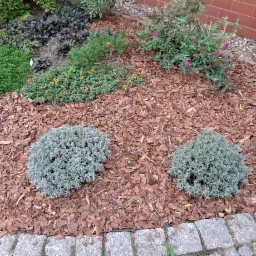 Rabata z ozdobnymi krzewami lawendy, wyściółkowana korą, obrzeżona kamienną kostką, z różnorodną roślinnością w tle.