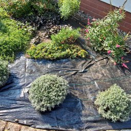 Usługi ogrodowe Zielony Majster Paweł Romaniszyn - Przygotowanie rabaty z krzewami ozdobnymi na czarnej agrowłókninie, obrzeże z kamiennej kostki, widok z góry.