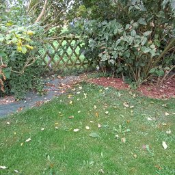 Usługi ogrodowe Zielony Majster Paweł Romaniszyn - Fragment ogrodu z zielonym trawnikiem, rabatą z korą, krzewami i drewnianym płotkiem w tle, częściowo zasłonięty geowłókniną.