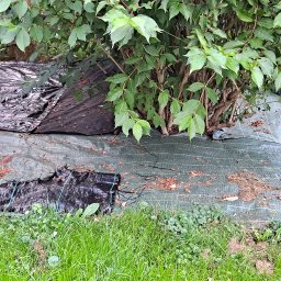 Usługi ogrodowe Zielony Majster Paweł Romaniszyn - Przygotowanie podłoża pod trawnik: rozłożona agrotkanina pod krzewami, częściowo przykryta czarną folią, z widocznymi resztkami organicznymi i fragmentami trawy.