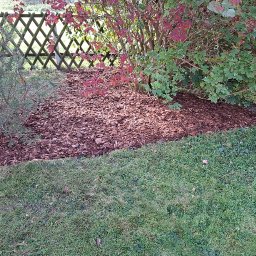 Usługi ogrodowe Zielony Majster Paweł Romaniszyn - Rabata wysypana brązową korą pod krzewami z zielonymi i czerwonymi liśćmi, oddzielona od trawnika, w tle ażurowy płotek.