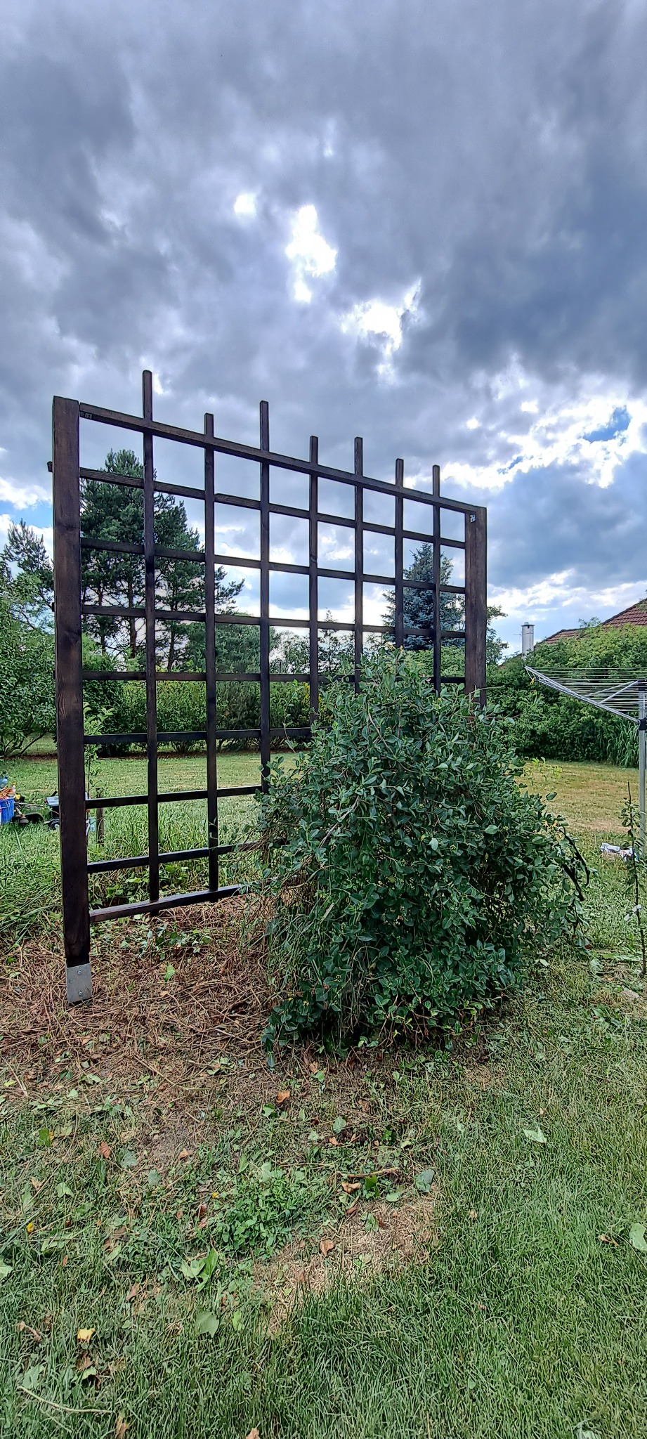 Drewniana, ciemnobrązowa pergola ogrodowa z kratownicą, częściowo zasłonięta przez rozrośnięty krzew na trawniku, pod pochmurnym niebem.