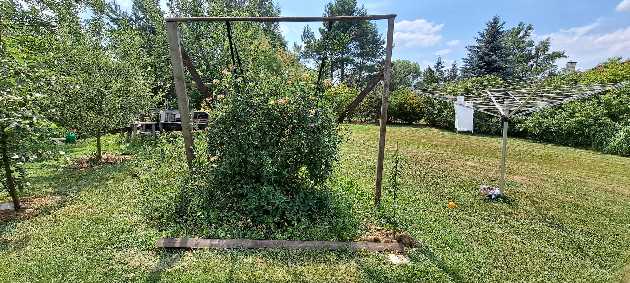 Zarośnięty, drewniany stelaż w ogrodzie z widoczną suszarką na pranie w tle.