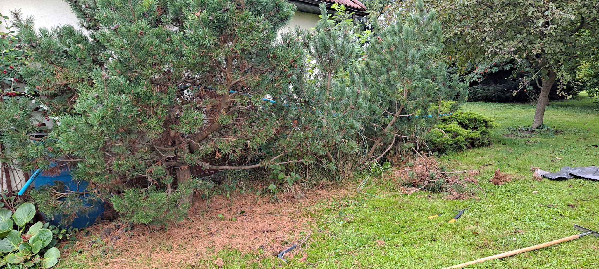 Fragment ogrodu z dwoma młodymi sosnami, igliwiem na ziemi, narzędziami ogrodniczymi i fragmentem grabi na trawie