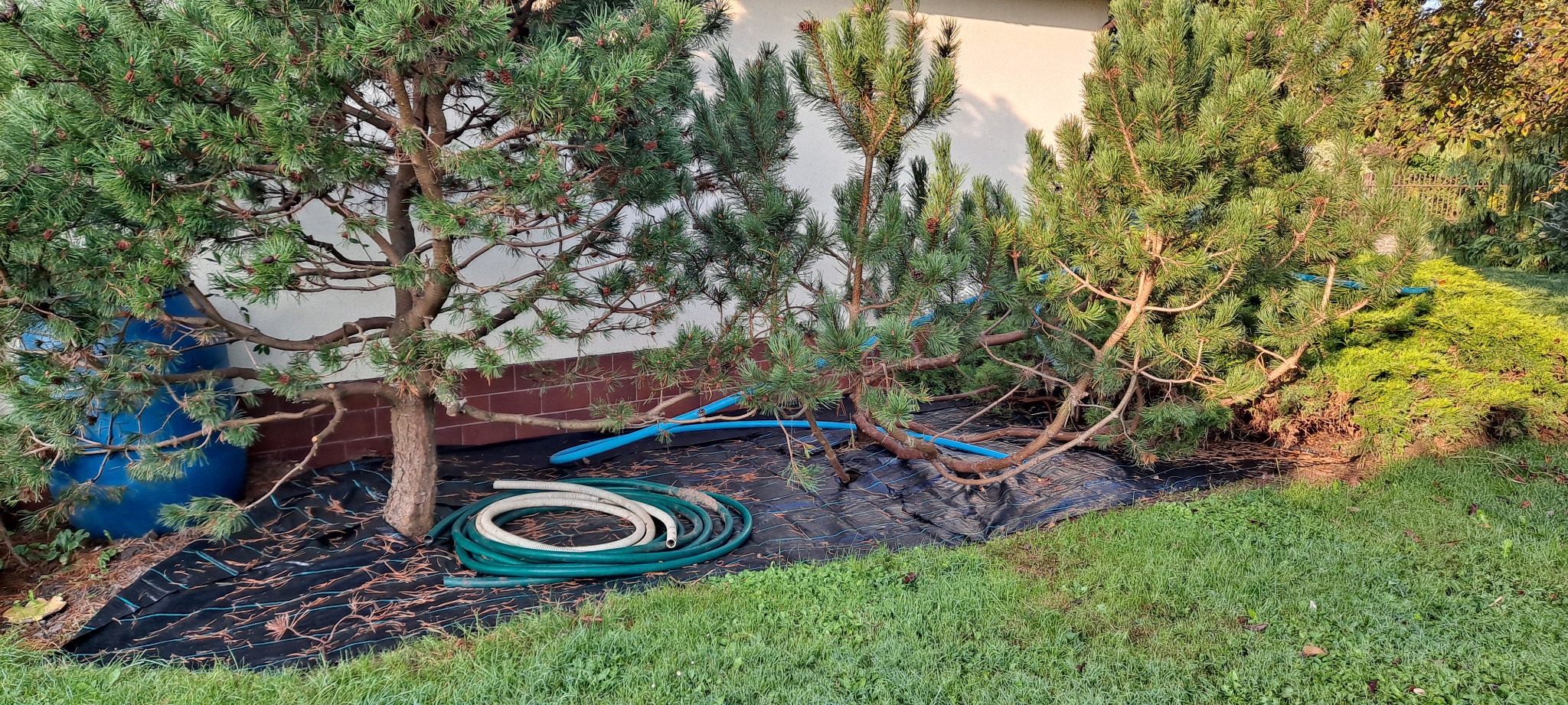 Przygotowanie rabaty pod iglaki: rozłożona czarna agrowłóknina, zwinięty wąż ogrodowy i niebieska rura nawadniająca leżą obok posadzonych młodych sosen.