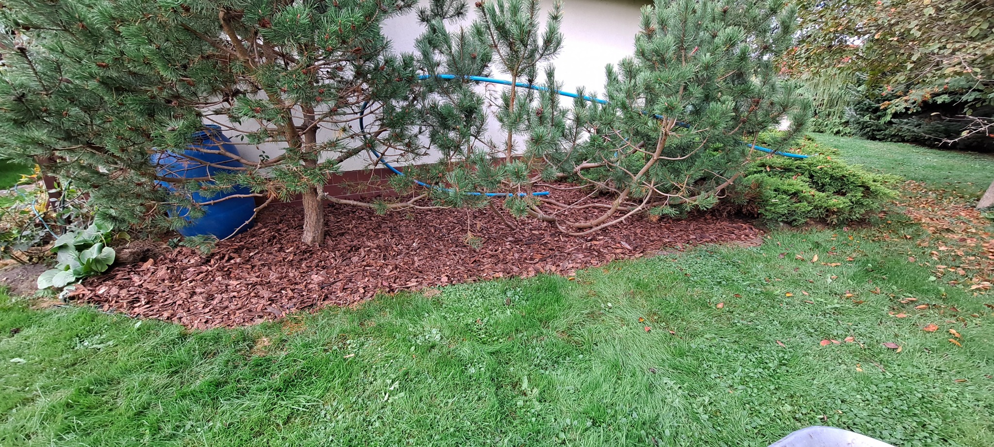 Ogród z trzema młodymi sosnami, kora rozsypana pod drzewami, niebieski wąż ogrodowy i beczka na deszczówkę w tle, trawnik z zieloną trawą.