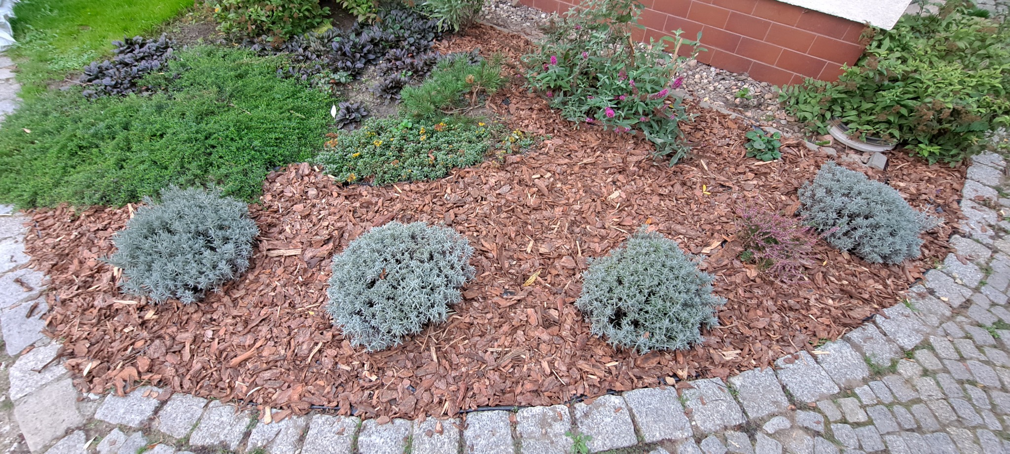 Rabata z ozdobnymi krzewami lawendy, wyściółkowana korą, obrzeżona kamienną kostką, z różnorodną roślinnością w tle.
