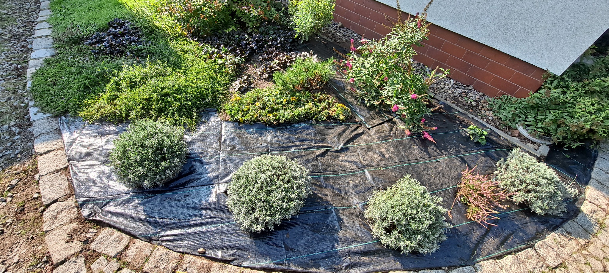 Przygotowanie rabaty z krzewami ozdobnymi na czarnej agrowłókninie, obrzeże z kamiennej kostki, widok z góry.