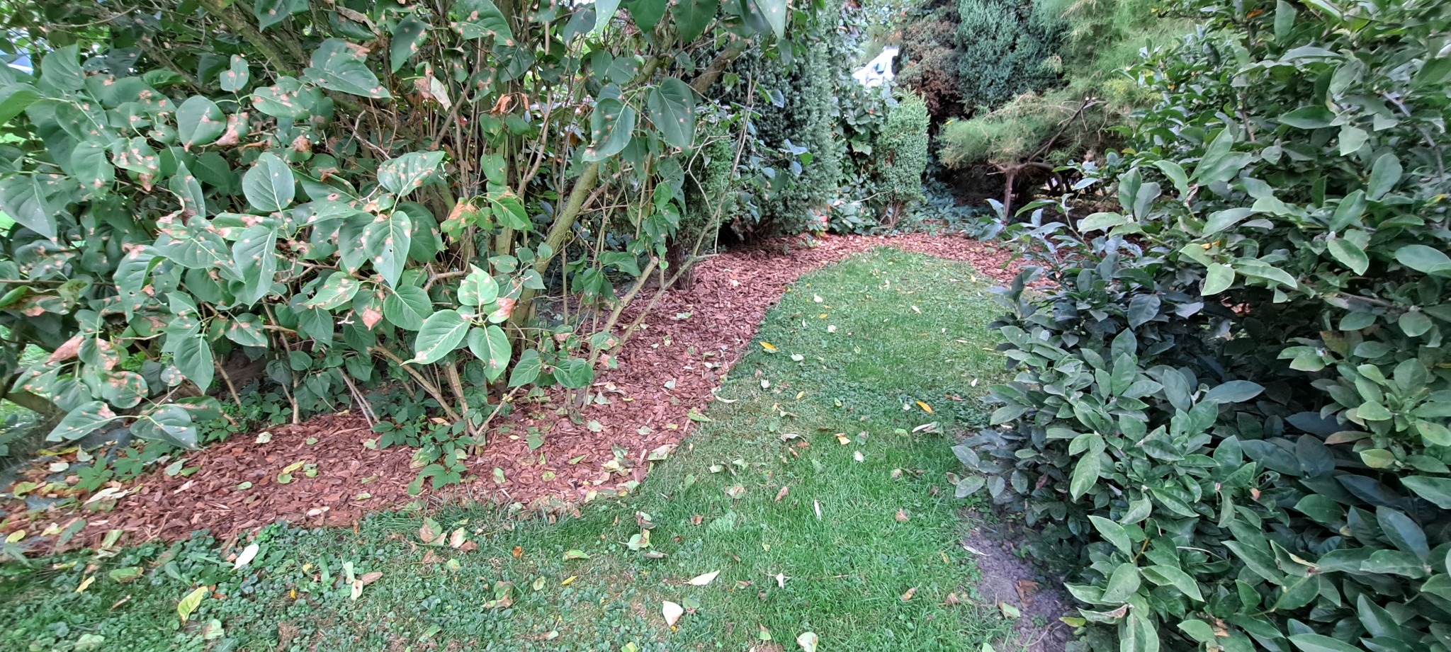Ścieżka w ogrodzie wyłożona korą, otoczona zielenią, z widocznymi liśćmi na trawie. Kora oddziela trawnik od roślinności.