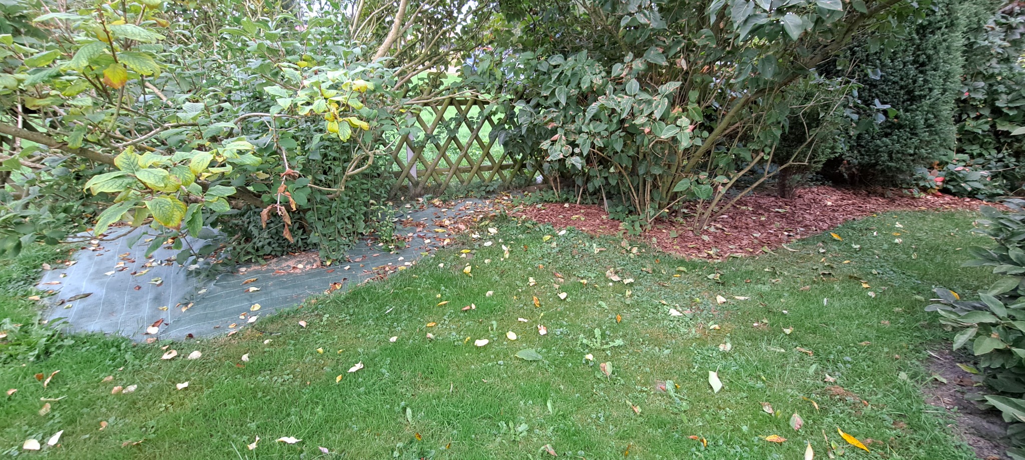 Fragment ogrodu z zielonym trawnikiem, rabatą z korą, krzewami i drewnianym płotkiem w tle, częściowo zasłonięty geowłókniną.