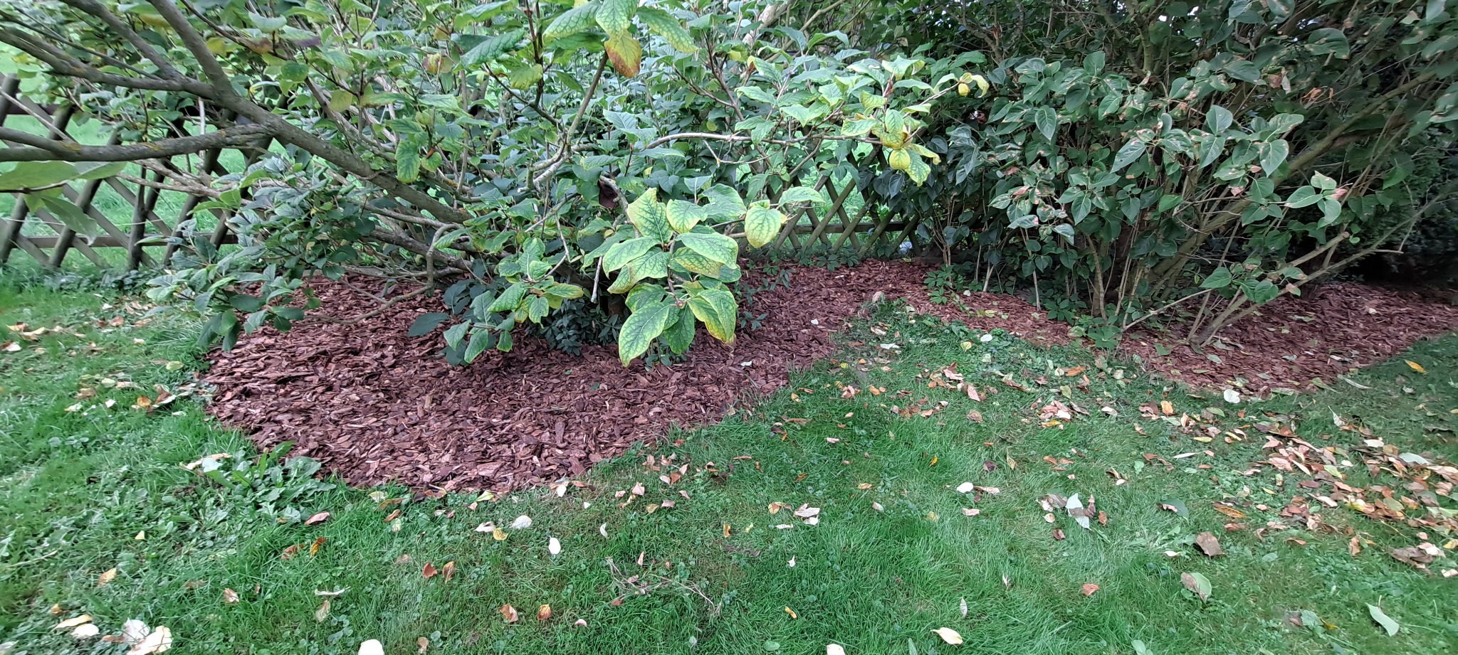 Kora rozsypana wokół krzewów w ogrodzie, oddzielająca rabatę od trawnika, z widocznym fragmentem drewnianego płotku w tle.