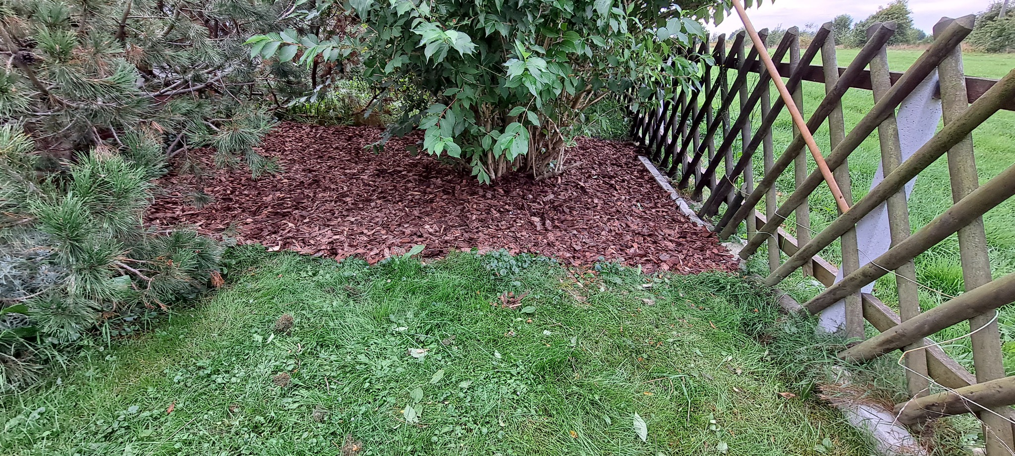 Rabata z korą pod krzewami i drzewami, oddzielona od trawnika drewnianym płotem. Widoczny grabie oparty o płot.
