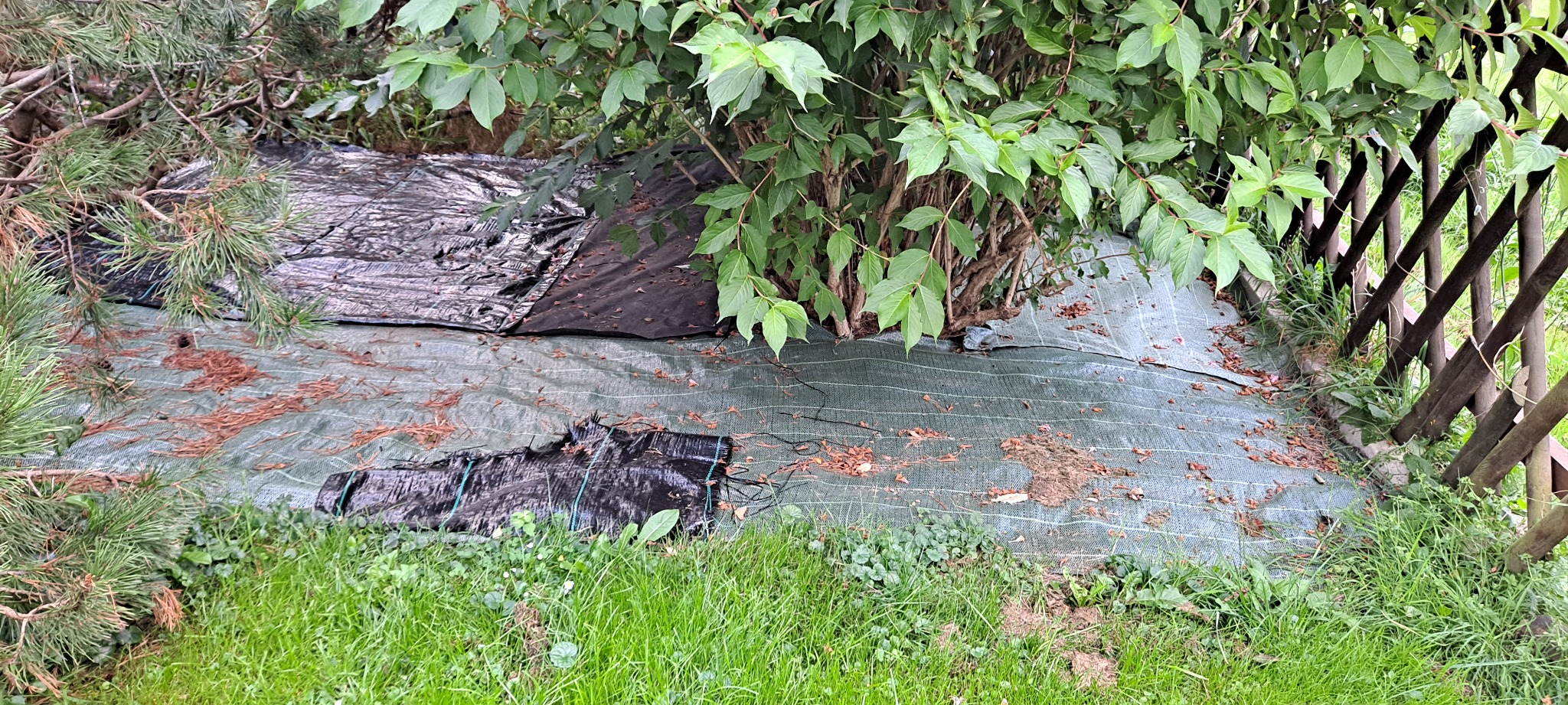 Przygotowanie podłoża pod trawnik: rozłożona agrotkanina pod krzewami, częściowo przykryta czarną folią, z widocznymi resztkami organicznymi i fragmentami trawy.