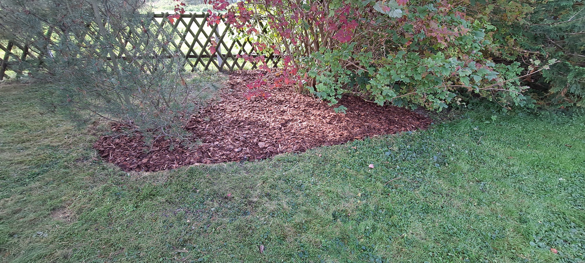 Rabata wysypana brązową korą pod krzewami z zielonymi i czerwonymi liśćmi, oddzielona od trawnika, w tle ażurowy płotek.