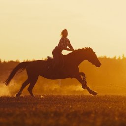 Plenerowe sesje jeździeckie