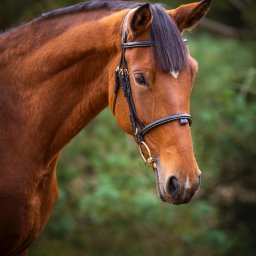 Zdjęcia sprzedażowe koni