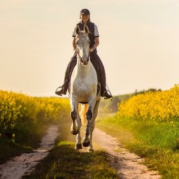 Art Foto Klaudia Ziomko - Uśmiechnięta kobieta w czapce i kamizelce jeździeckiej na białym koniu galopuje polną drogą, otoczoną kwitnącym rzepakiem w ciepłym, popołudniowym świetle.
