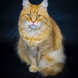 Studyjna fotografia zwierząt