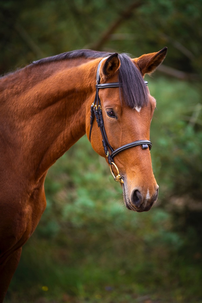 Zdjęcia sprzedażowe koni