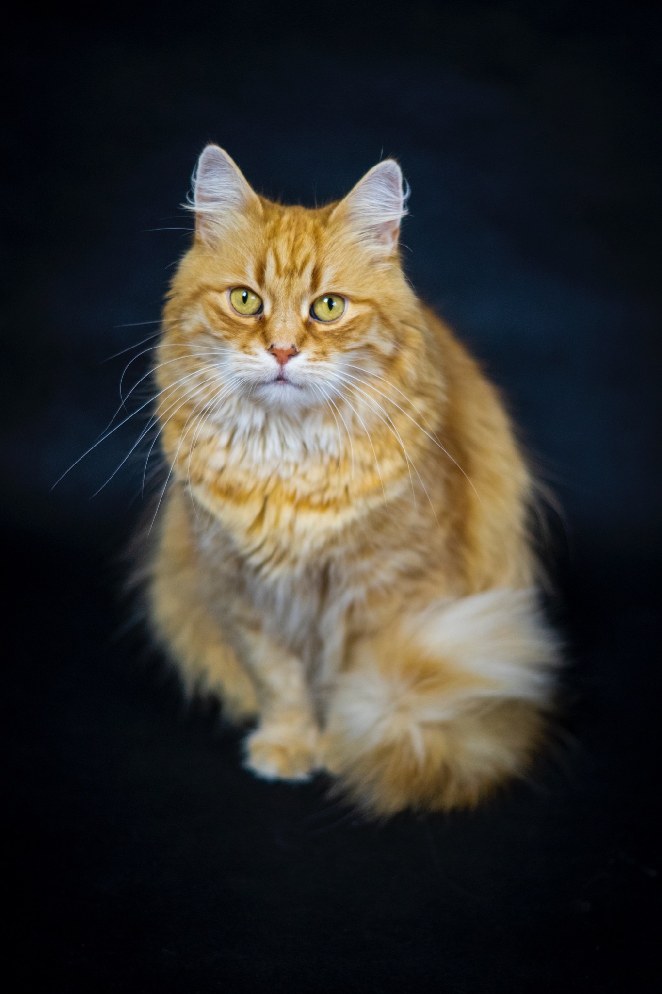 Studyjna fotografia zwierząt