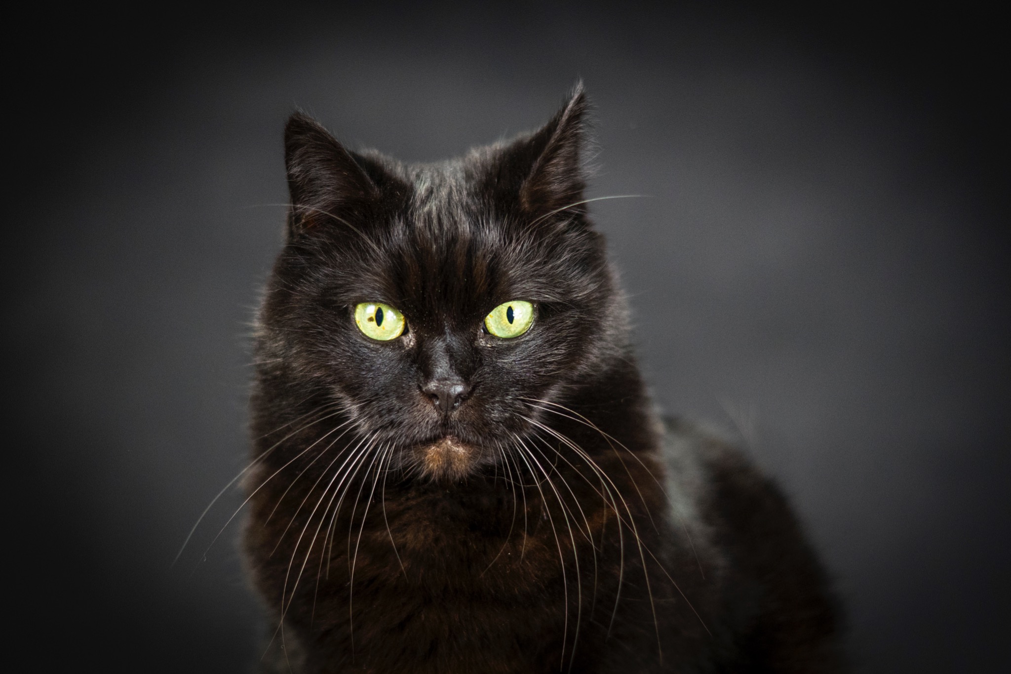 Portret studyjny czarnego kota z intensywnymi zielonymi oczami na ciemnoszarym tle, oświetlenie podkreśla fakturę futra i długie, białe wibrysy.
