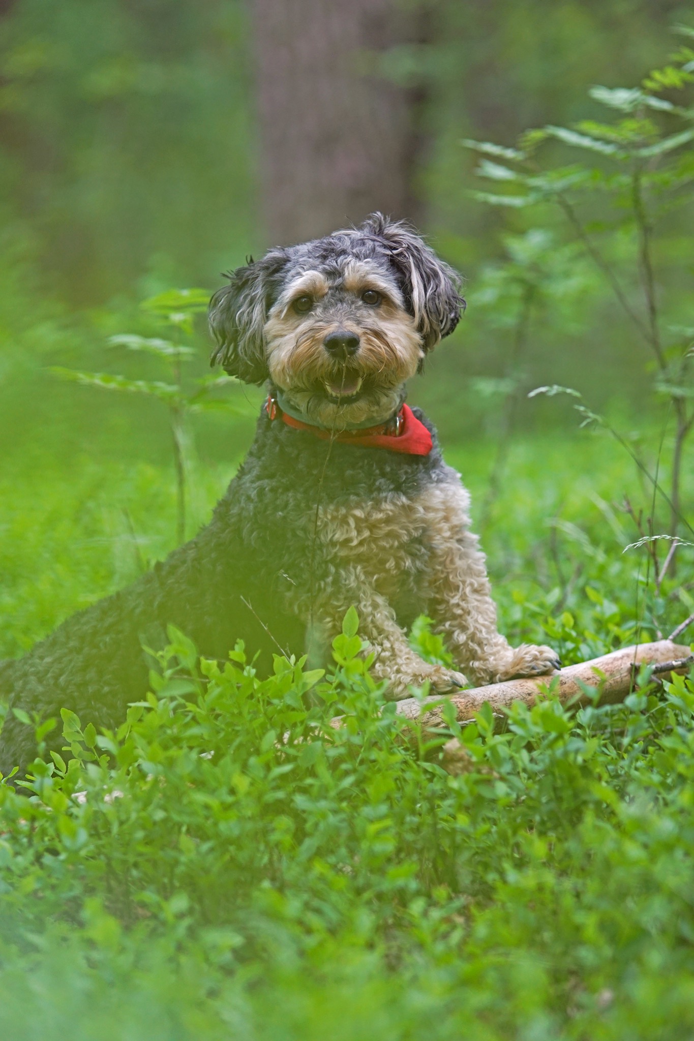 Kudłaty pies rasy mieszanej z czerwonym bandana siedzi na powalonym pniu w zielonym lesie, patrząc wprost w obiektyw.