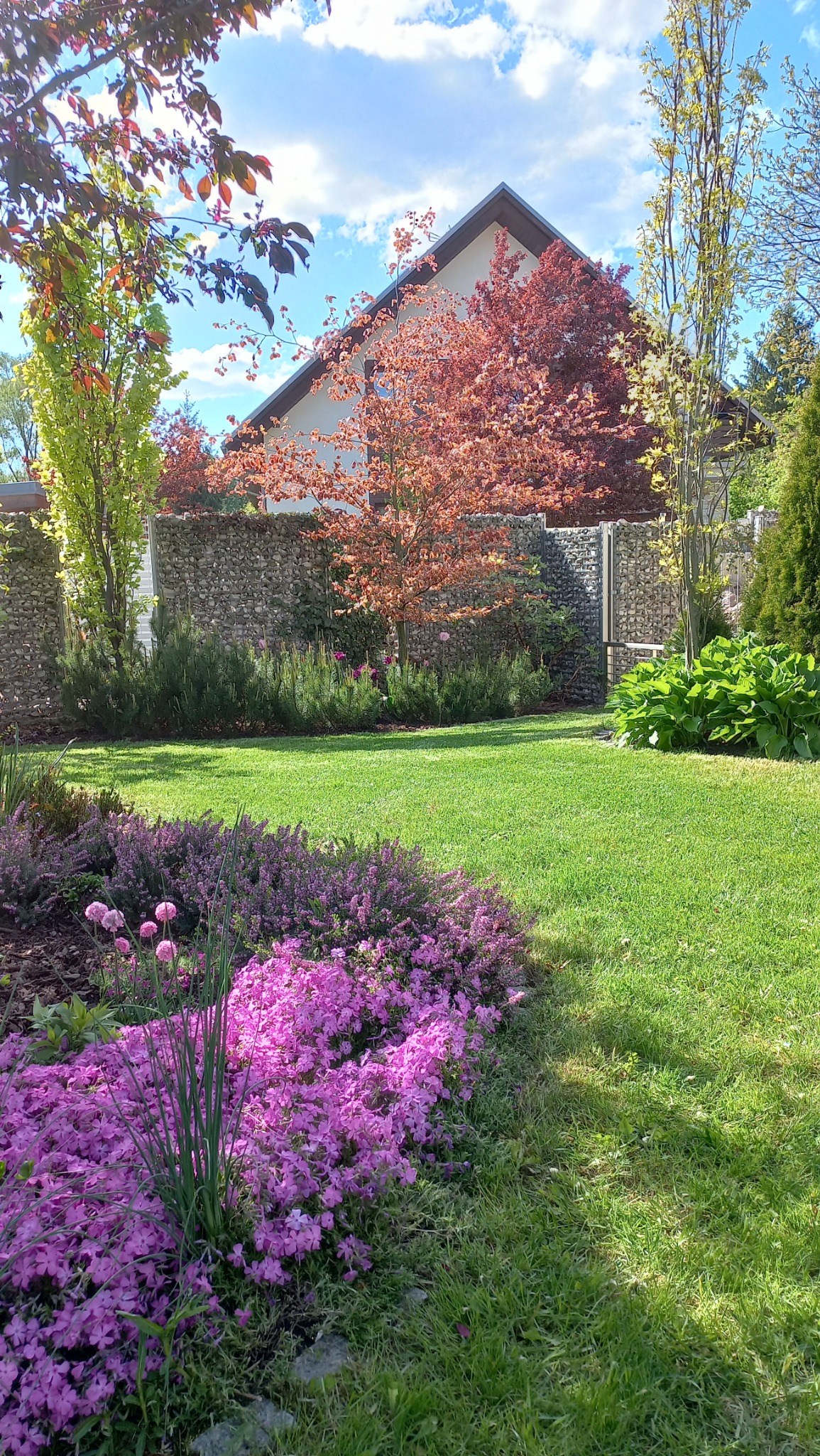 Urokliwy ogród w Trzebuni. Kwitnące, różowe floksy szydlaste na pierwszym planie, za nimi trawnik i gabionowy mur, drzewa z czerwonymi liśćmi i dom w tle.