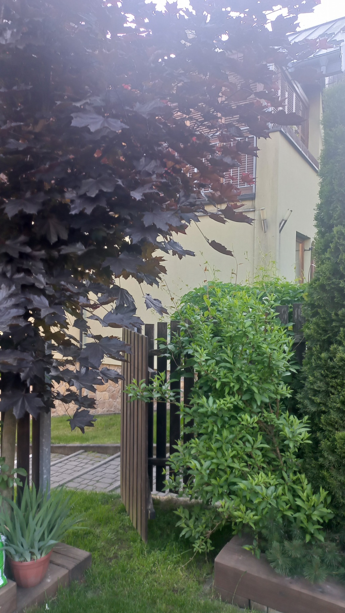 Ogród z brązowym klonem, drewnianym ogrodzeniem i zielonymi krzewami na tle budynku z balkonem. Fragment ścieżki z kostki brukowej.