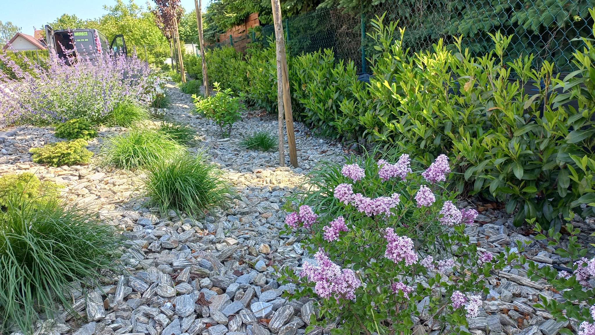 Ogród z wysypanym kamieniem, ozdobnymi trawami i kwitnącym krzewem. W tle żywopłot i młode drzewka. Widoczny samochód dostawczy z napisem.