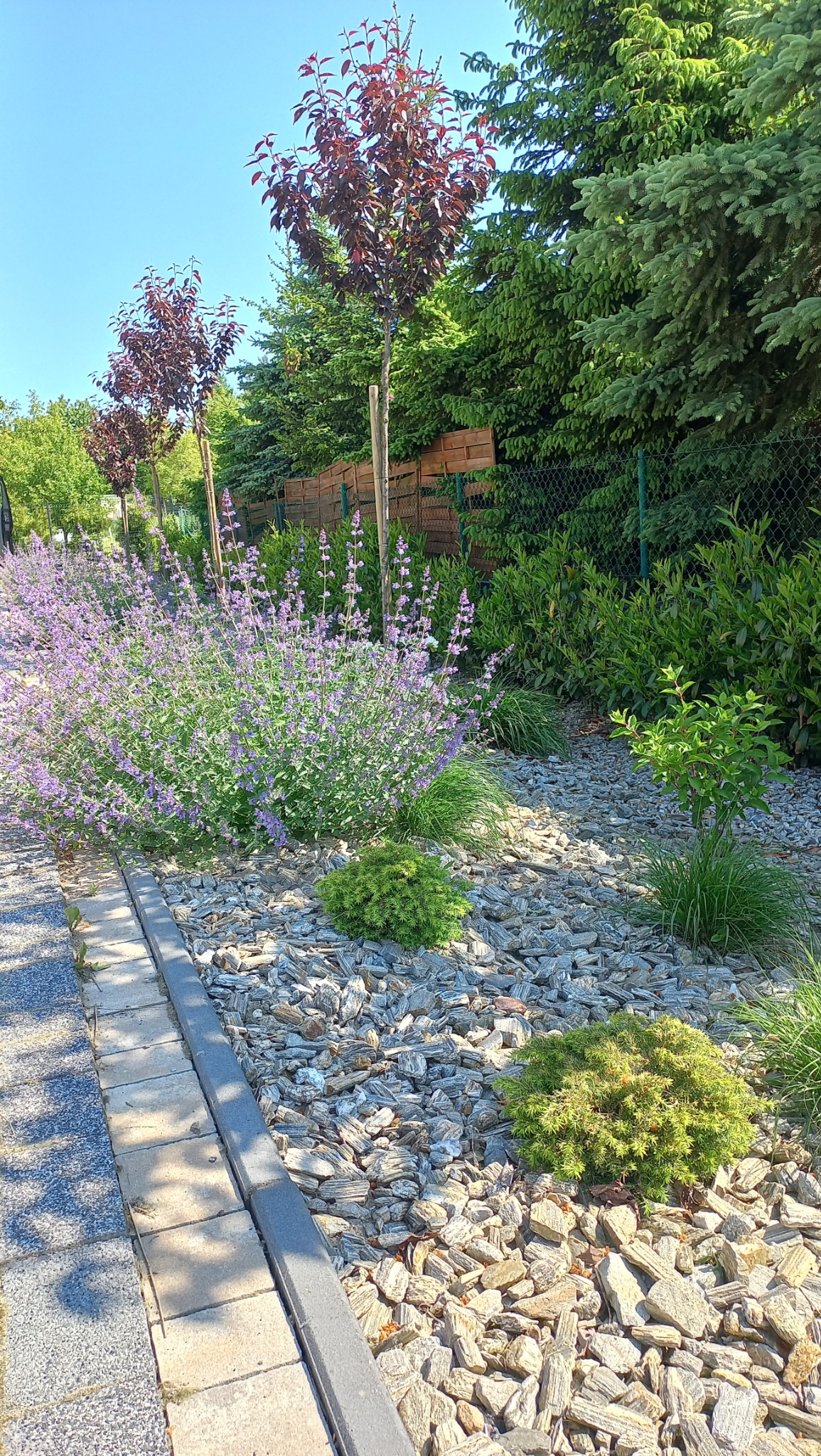 Ogród z rabatą bylinową, drzewami o bordowych liściach i kamiennym wypełnieniem. Krawężnik oddziela rabatę od ścieżki.