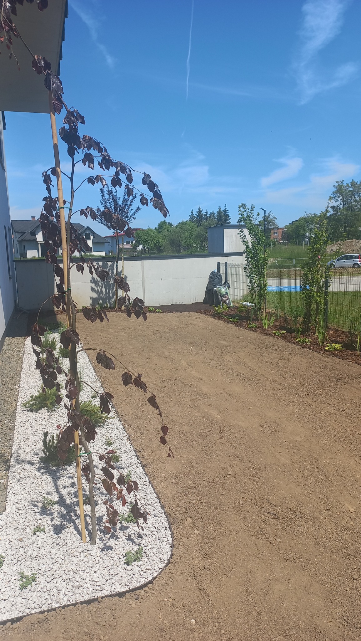 Nowo założony ogród z drzewkiem o purpurowych liściach, białym żwirem i świeżo przygotowaną glebą, gotowy do dalszych nasadzeń. Widok na ogrodzenie i błękitne niebo.