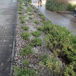 Tech Serwis Dom i Ogród - Odbudowa zniszczonej roślinności na terenie zewnętrznym.