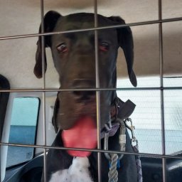 Usługi Transportowe,,Kris